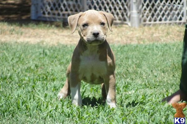 Puppies in Fresno